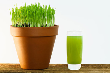 Fresh young wheatgrass growing in a terracotta pot with a glass of juice.