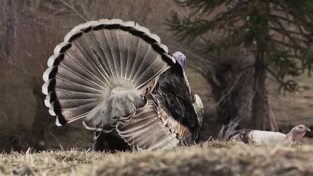 Wild Tom Turkey Strutting a Mating Dance, Patagonia, Argentina, South America.  