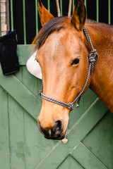 Beautiful horse looking at the cameras outside the stables