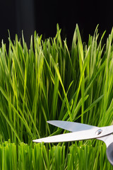 Fresh young wheatgrass with scissors harvesting the new growth.