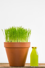 Fresh young wheatgrass growing in a terracotta pot with a reusable glass bottle of juice.