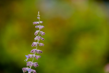 flowers on green background