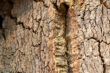 Texture Background of Wooden Wood