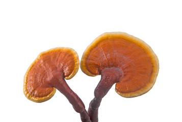 fresh lingzhi mushroom,ganoderma lucidum isolated on a white