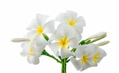 Fototapeta na wymiar frangimani flowers isolated on white background