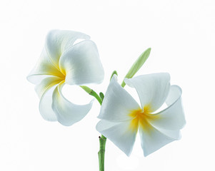 fresh frangimani flowers isolated on a white background