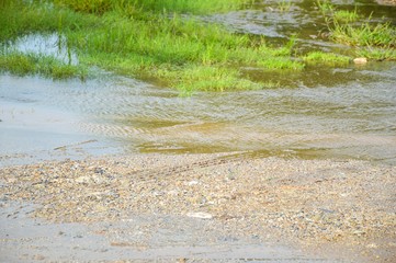 fresh green grass on wet soil