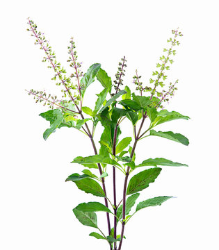 fresh holy basil isolated on a white background
