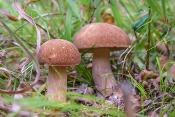 mushroom boletus forest grass