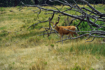 Mule Deer Buck