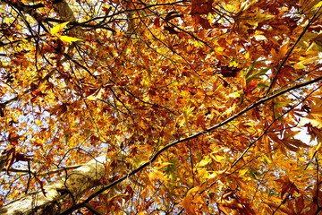 Colorful autumn leaves on trees in forest of Mersin, Turkey
