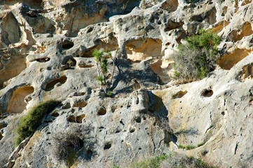 Takirao Maori Rock Drawings,New Zealand