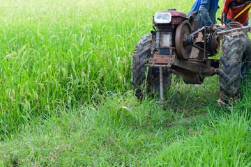 Obraz premium Old walking tractor on green rice field in countryside Thailand, agriculture concept.