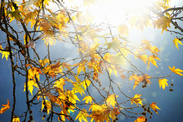 close up colorful autumn leaves and beam of light in forest of Mersin, Turkey