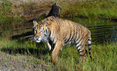 Fototapeta na wymiar Aggressive Tiger