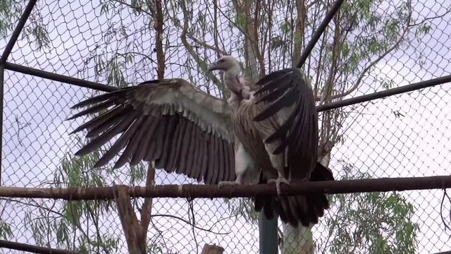 Medium, perched Vulture flapping wings in a zoo, India