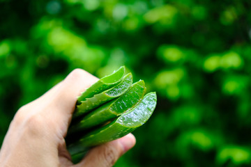 Fresh raw aloe vera plant with green background