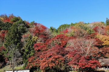 香嵐渓の紅葉