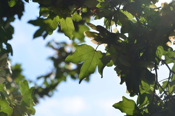 green leaves and blue sky