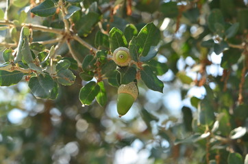 Acrons on a tree