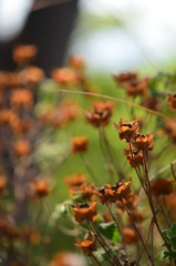 wild flowers in the garden