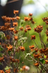 red flowers in the garden