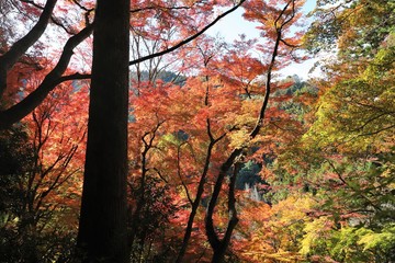 香嵐渓の紅葉