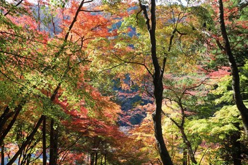香嵐渓の紅葉