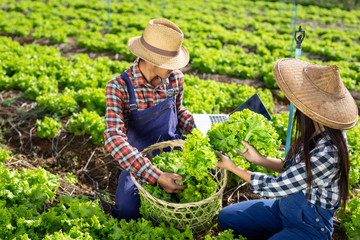 Male and female gardeners who are watching vegetables in his garden.