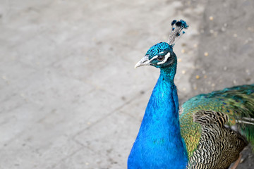 Fototapeta premium Portrait of a beautiful blue peacock on a gray background