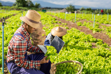 Male gardeners who are checking their vegetables in the garden.