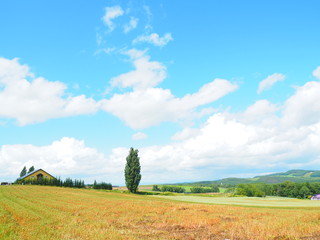 Fototapeta na wymiar 北海道の風景 美瑛町ケンとメリーの木