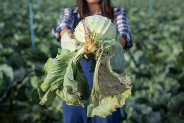 Rotten cabbage in the hands of female agriculture.
