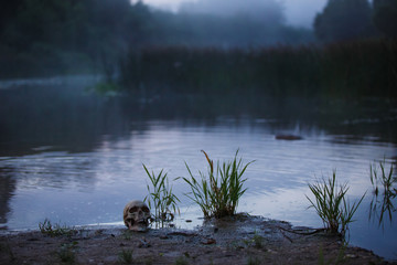 A human skull in the fog and twilight on the shore of a lake with tall grass. Horrible the concept of Halloween, scary skull layout at dusk.