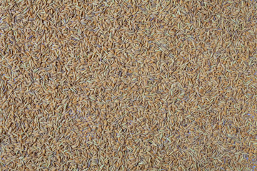 The background is full of paddy.