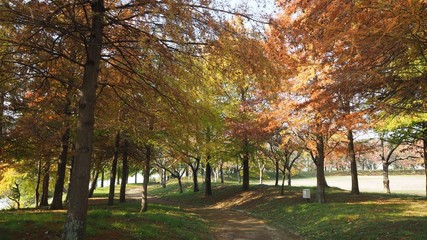 Naklejka premium 紅葉
