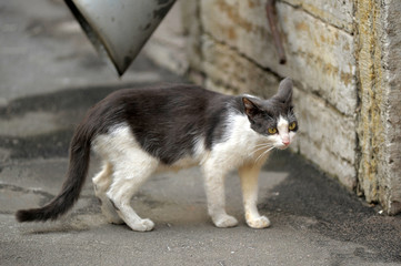 Fototapeta premium homeless white with gray cat on the street