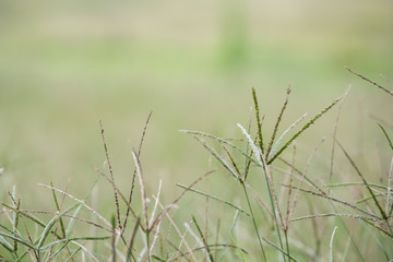 Swollen finger grass that is winding and has grass that is blurred in the background.