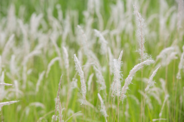 White grass flowers that wind up and have a grass field background.