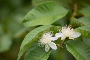 The flowers of the guava tree that grows at the top of the branch.