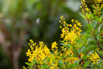 Obraz premium Beautiful yellow flower background with blurred background.