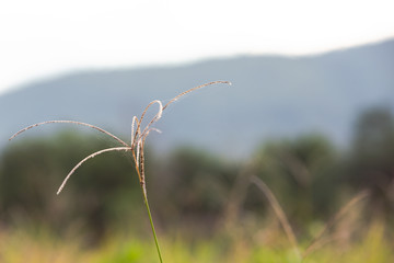 Beautiful natural background.