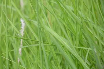 Beautiful natural background.