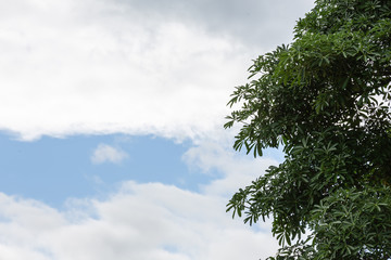 The background of a green leaves spacing.