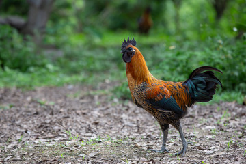 Adult chickens are walking around and have a natural green background.