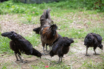 Adult chickens are walking around and have a natural green background.