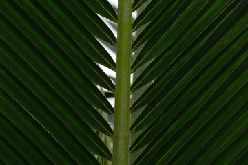 Patterned Green Leaf Background.