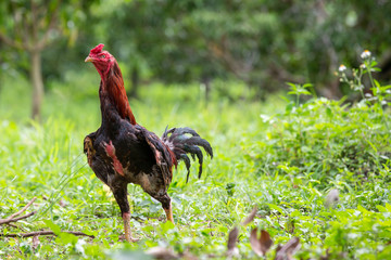 Adult chickens are walking around and have a natural green background.