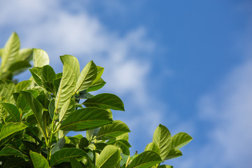 The background of a green leaves spacing.