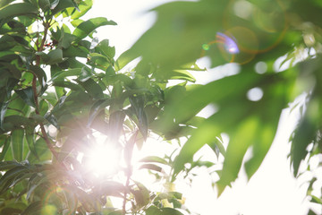 Green nature background scene with light passing through.